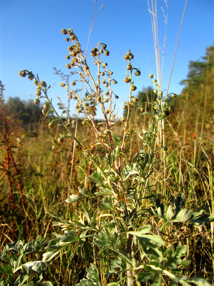 Wermutkraut (Artemisia absinthium) an der Böschung der A6 in der Schwetzinger Hardt - an diesem Abschnitt bietet der Autobahnrand eine binnendünenartige Situation