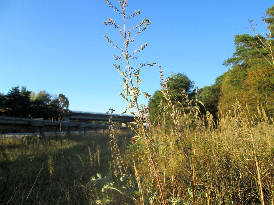 Wermutkraut (Artemisia absinthium) an der Böschung der A6 in der Schwetzinger Hardt - an diesem Abschnitt bietet der Autobahnrand eine binnendünenartige Situation