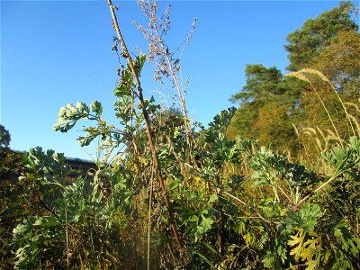Wermutkraut (Artemisia absinthium) an der Böschung der A6 in der Schwetzinger Hardt - an diesem Abschnitt bietet der Autobahnrand eine binnendünenartige Situation