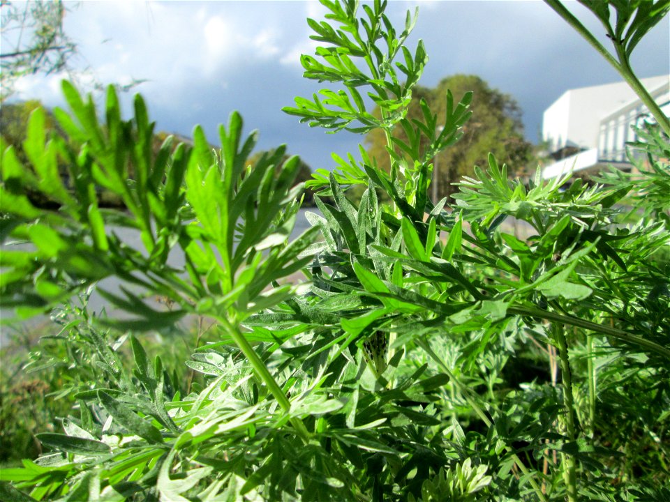 Wermutkraut (Artemisia absinthium) an der Saar in Saarbrücken