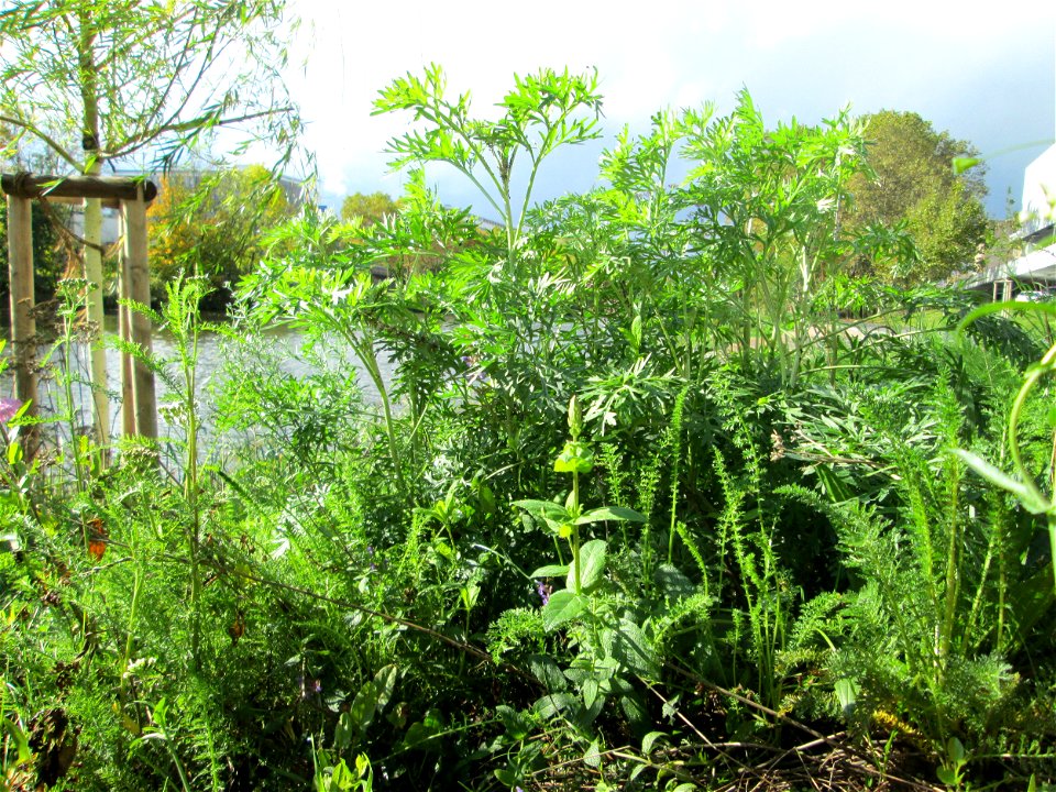 Wermutkraut (Artemisia absinthium) an der Saar in Saarbrücken