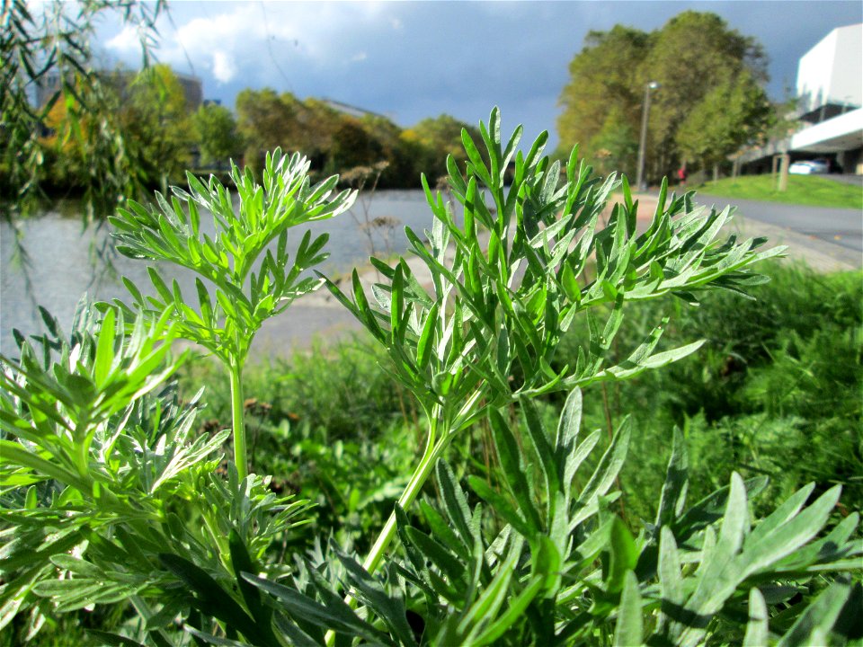 Wermutkraut (Artemisia absinthium) an der Saar in Saarbrücken