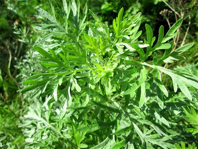 Wermutkraut (Artemisia absinthium) an der Saar in Saarbrücken
