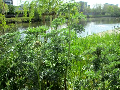 Wermutkraut (Artemisia absinthium) an der Saar in Saarbrücken