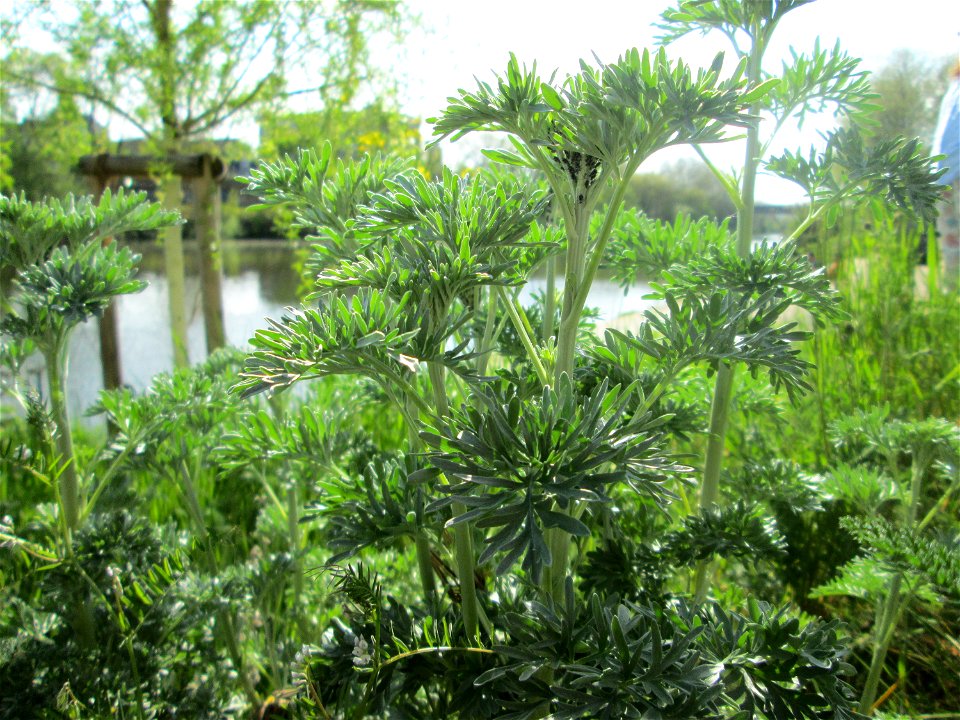 Wermutkraut (Artemisia absinthium) an der Saar in Saarbrücken
