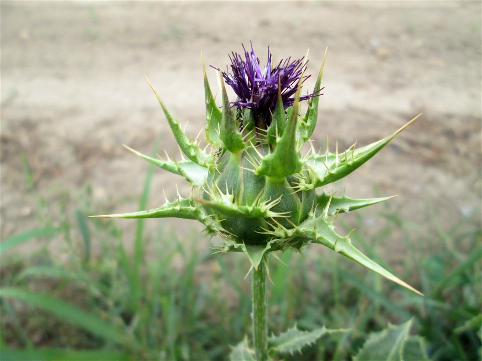 Mariendistel (Silybum marianum) im Landschaftsschutzgebiet „Hockenheimer Rheinbogen“ - ursprünglich aus dem Mittelmeerraum