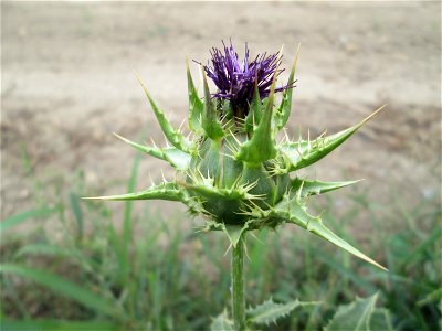Mariendistel (Silybum marianum) im Landschaftsschutzgebiet „Hockenheimer Rheinbogen“ - ursprünglich aus dem Mittelmeerraum
