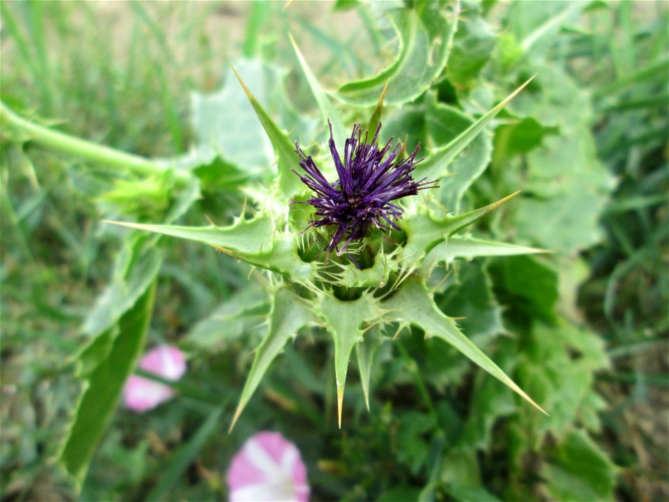 Mariendistel (Silybum marianum) im Landschaftsschutzgebiet „Hockenheimer Rheinbogen“ - ursprünglich aus dem Mittelmeerraum