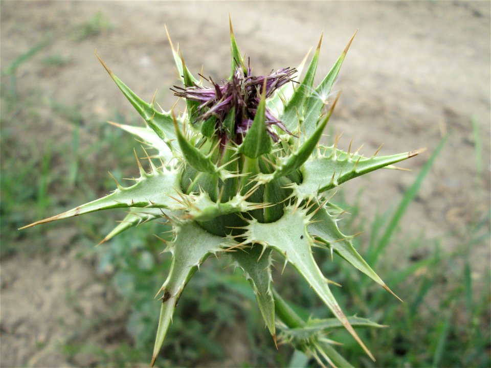 Mariendistel (Silybum marianum) im Landschaftsschutzgebiet „Hockenheimer Rheinbogen“ - ursprünglich aus dem Mittelmeerraum