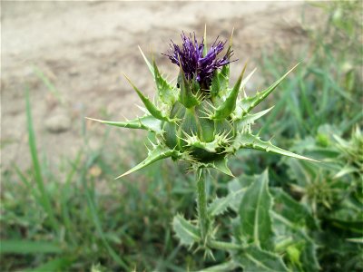 Mariendistel (Silybum marianum) im Landschaftsschutzgebiet „Hockenheimer Rheinbogen“ - ursprünglich aus dem Mittelmeerraum