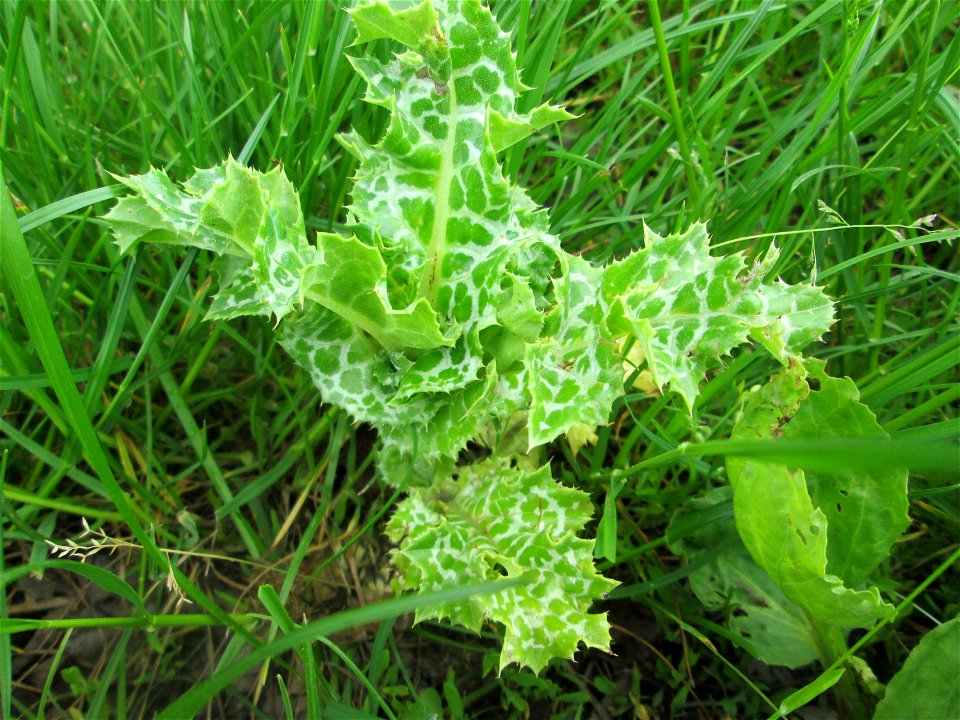 Grundblätter der Mariendistel (Silybum marianum) beim Insultheimer Hof im Landschaftsschutzgebiet „Hockenheimer Rheinbogen“