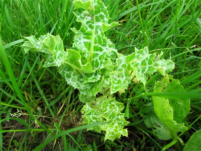 Grundblätter der Mariendistel (Silybum marianum) beim Insultheimer Hof im Landschaftsschutzgebiet „Hockenheimer Rheinbogen“