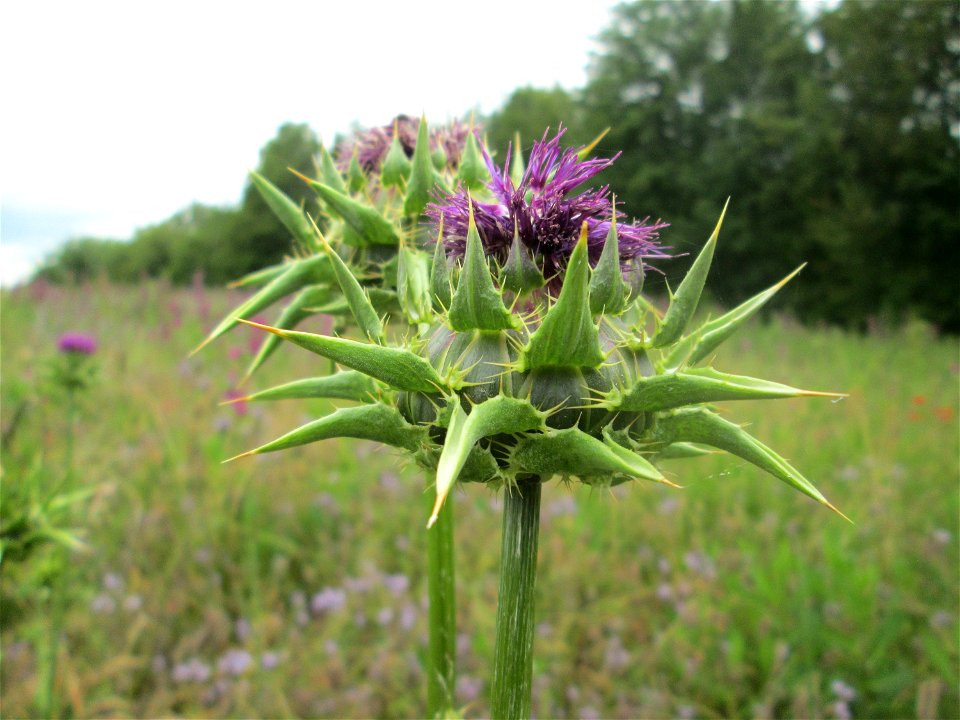 Mariendistel (Silybum marianum) am Birzberg bei Fechingen (außerhalb vom Naturschutzgebiet) - ursprünglich aus dem Mittelmeerraum