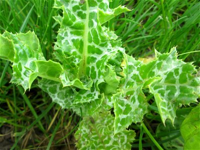 Grundblätter der Mariendistel (Silybum marianum) beim Insultheimer Hof im Landschaftsschutzgebiet „Hockenheimer Rheinbogen“