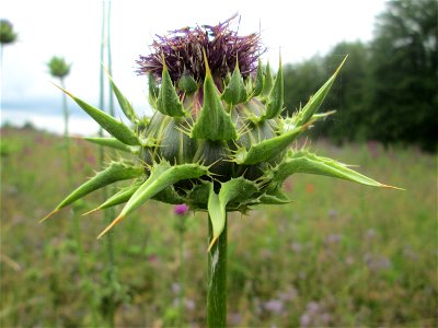 Mariendistel (Silybum marianum) am Birzberg bei Fechingen (außerhalb vom Naturschutzgebiet) - ursprünglich aus dem Mittelmeerraum photo