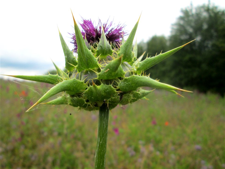 Mariendistel (Silybum marianum) am Birzberg bei Fechingen (außerhalb vom Naturschutzgebiet) - ursprünglich aus dem Mittelmeerraum