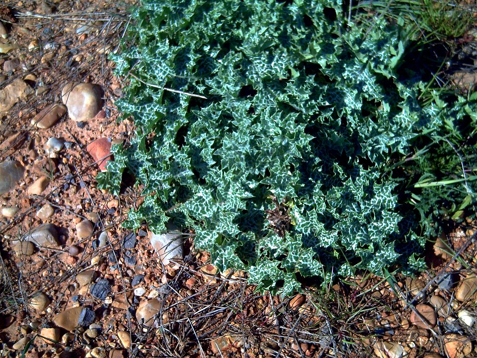Silybum marianum¡¡, folliage rosetta, Puertollano, Spain