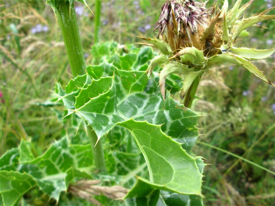 Grundblätter der Mariendistel (Silybum marianum) am Birzberg bei Fechingen (außerhalb vom Naturschutzgebiet) - ursprünglich aus dem Mittelmeerraum