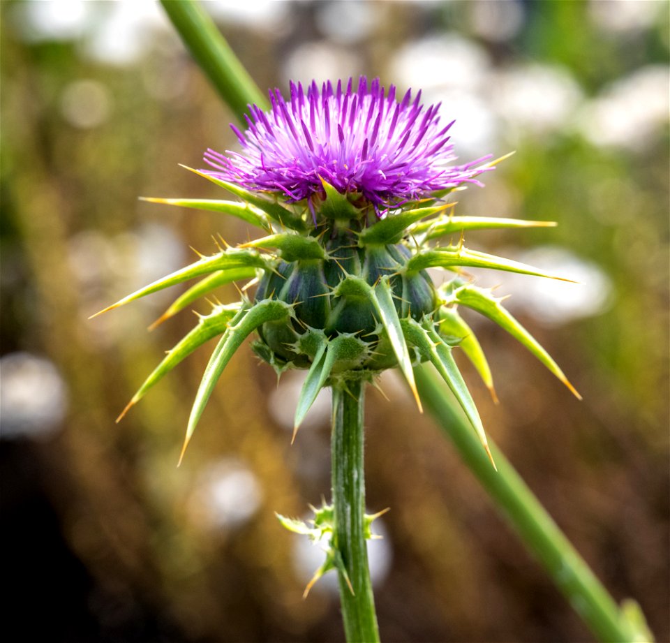 Silybum marianum (L). Gaerth. Chardon de Marie. Jardin botanique Roger-Van den Hende, is a 6-hectare botanical garden managed by Laval University in Quebec, Canada.