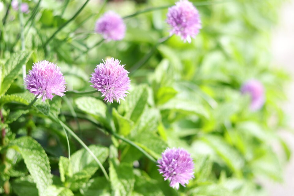 Purple multiple many