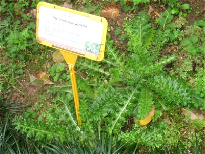 Silybum marianum. Plant specimen in the Hong Kong Zoological and Botanical Gardens, Hong Kong.