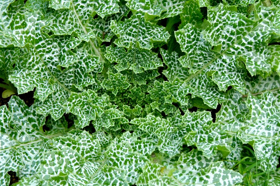 Silybum marianum, Gaertner, Jardin des Plantes of Paris