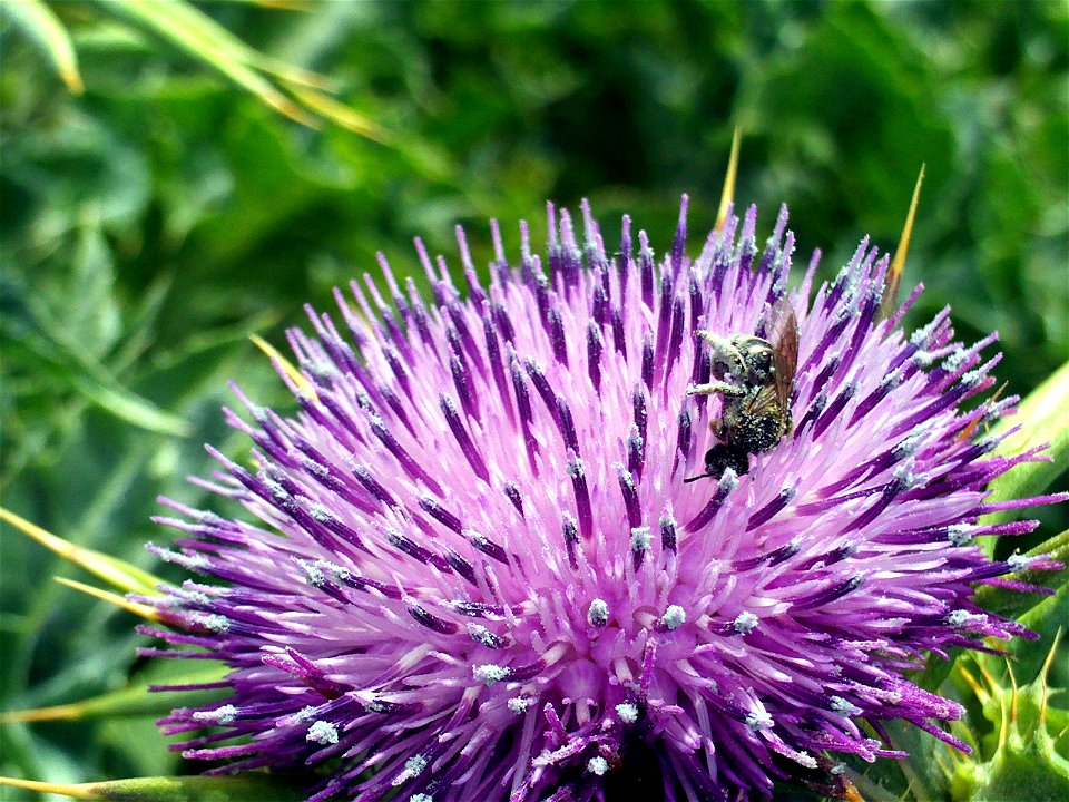 Silybum marianum Closeup, Campo de Calatrava, Spain