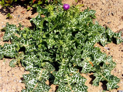 Silybum marianum, Parque Pozo Norte, Puertollano, Spain photo