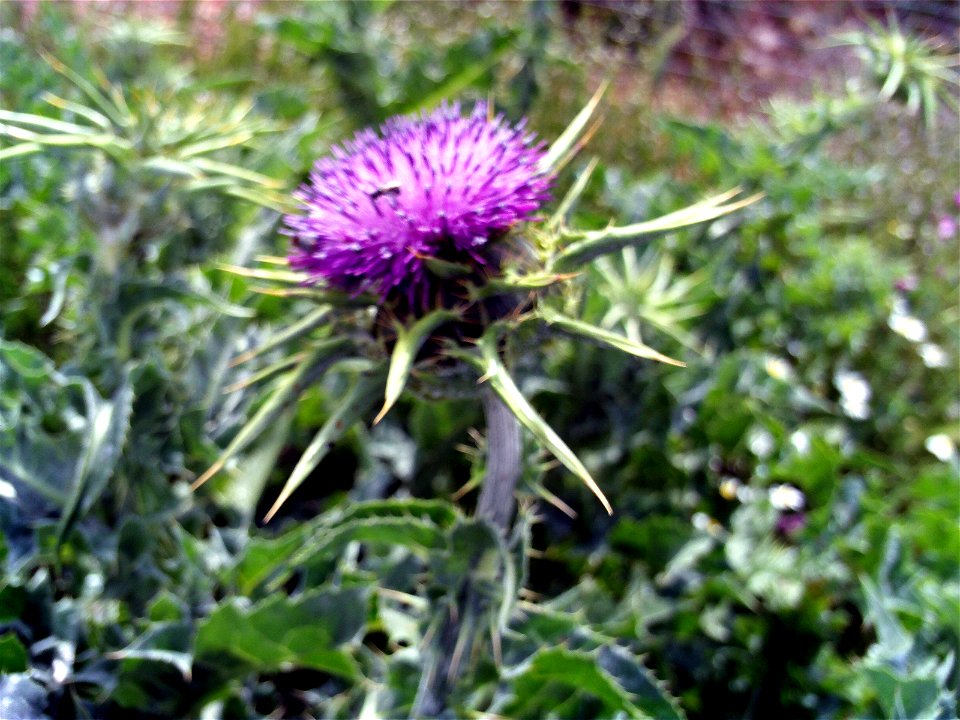 Silybum marianum Closeup, Campo de Calatrava, Spain