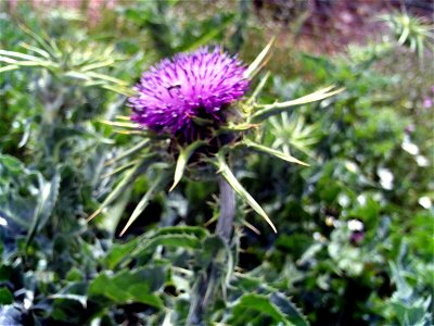 Silybum marianum Closeup, Campo de Calatrava, Spain