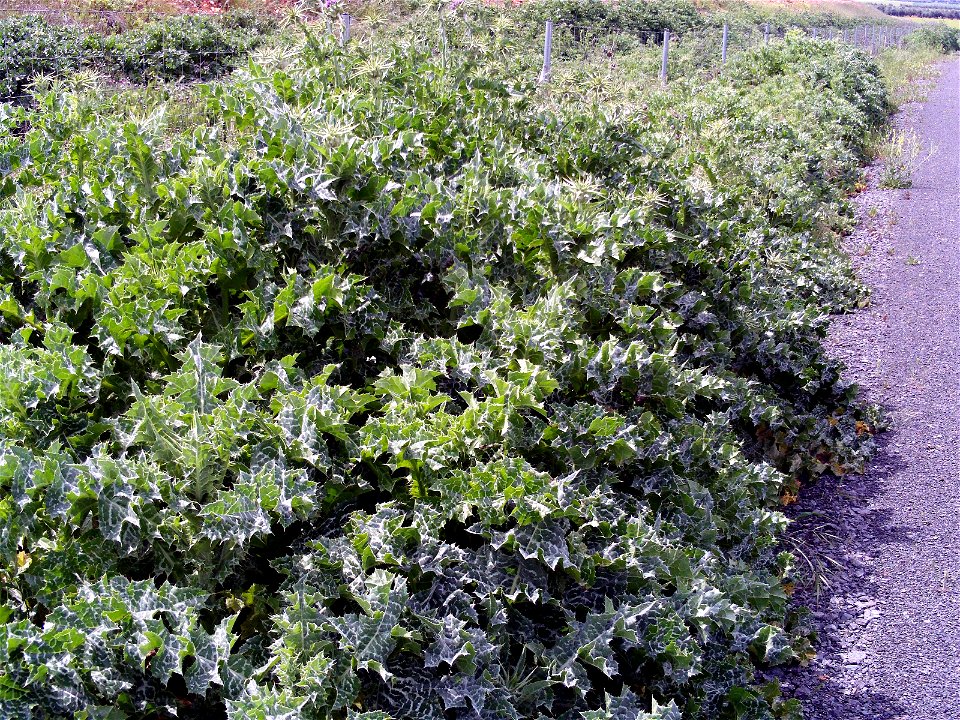 Silybum marianum Habitus, Campo de Calatrava, Spain