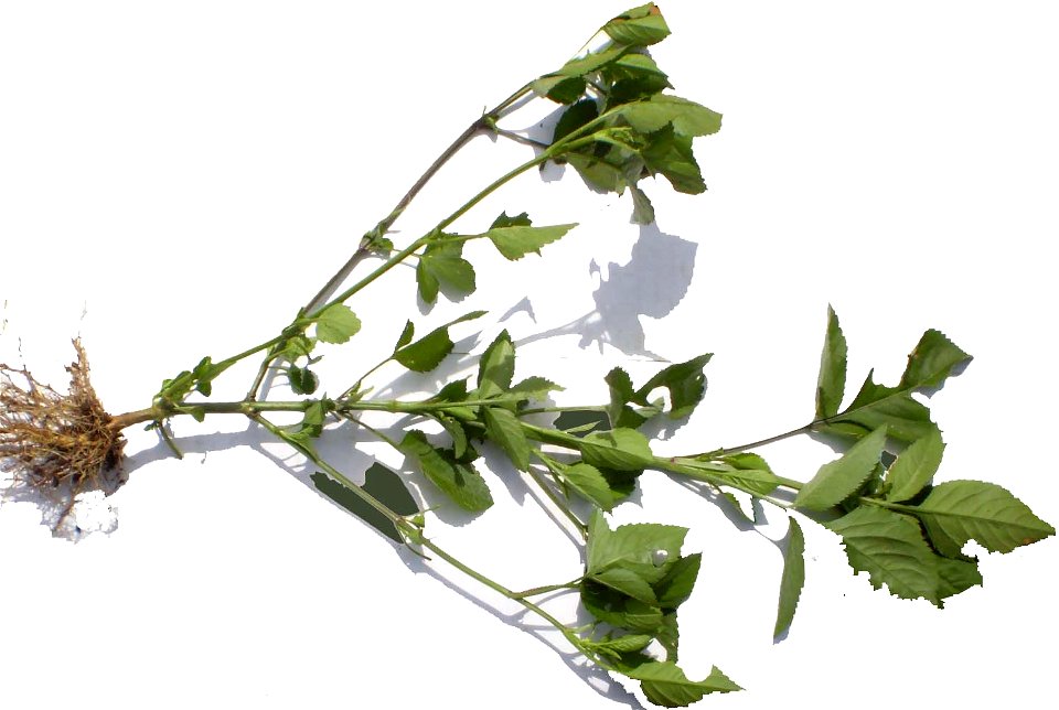 Cây xuyến chi xanh.