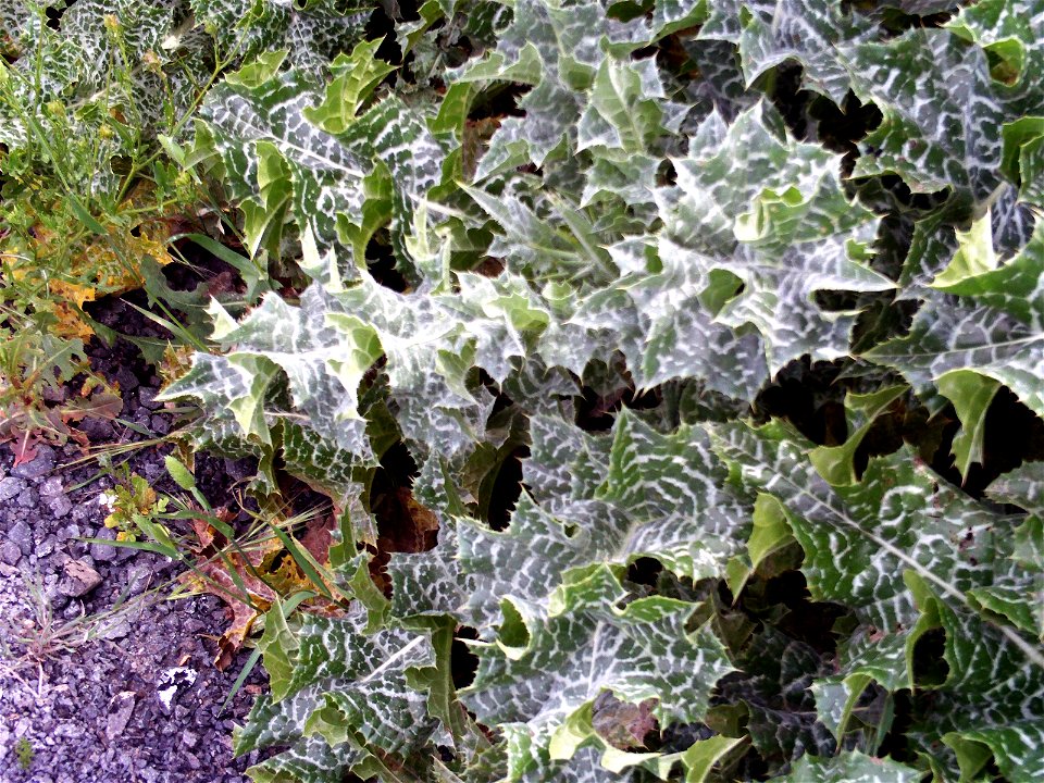 Silybum marianum leaves, Campo de Calatrava, Spain
