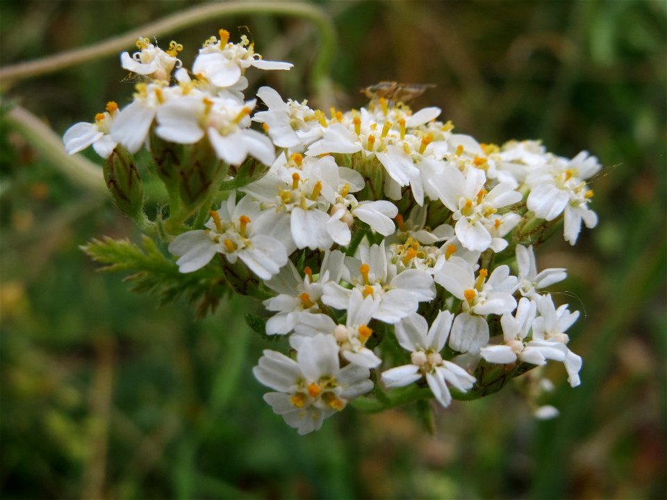 Schafgarbe (Achillea millefolium) im Naturschutzgebiet Bachwiesen/Leopoldswiesen im Hockenheimer Rheinbogen