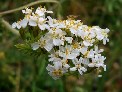 Schafgarbe (Achillea millefolium) im Naturschutzgebiet Bachwiesen/Leopoldswiesen im Hockenheimer Rheinbogen