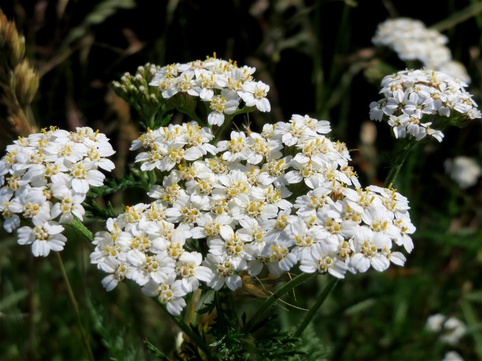 Gemeine Schafgarbe (Achillea millefolium) in den Horststückern im Landschaftsschutzgebiet Hockenheimer Rheinbogen