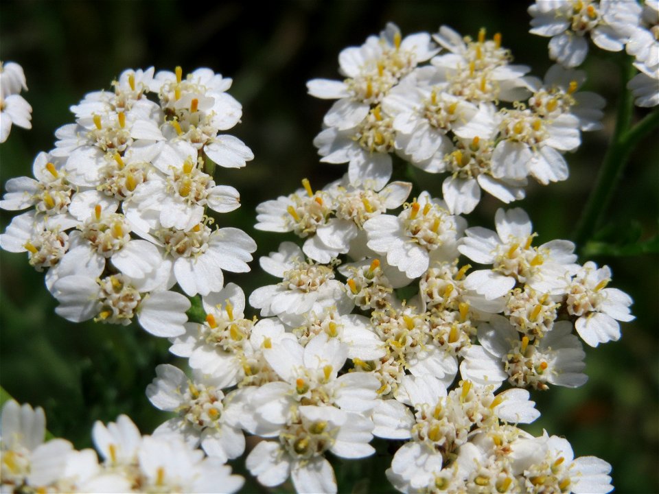 Schafgarbe (Achillea millefolium) in den Horststückern im Landschaftsschutzgebiet Hockenheimer Rheinbogen