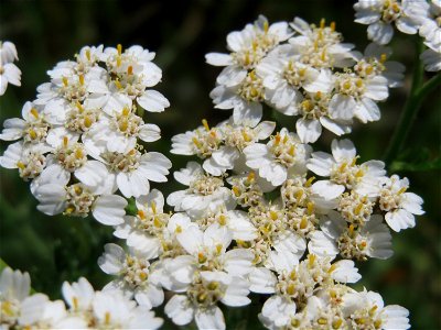 Schafgarbe (Achillea millefolium) in den Horststückern im Landschaftsschutzgebiet Hockenheimer Rheinbogen