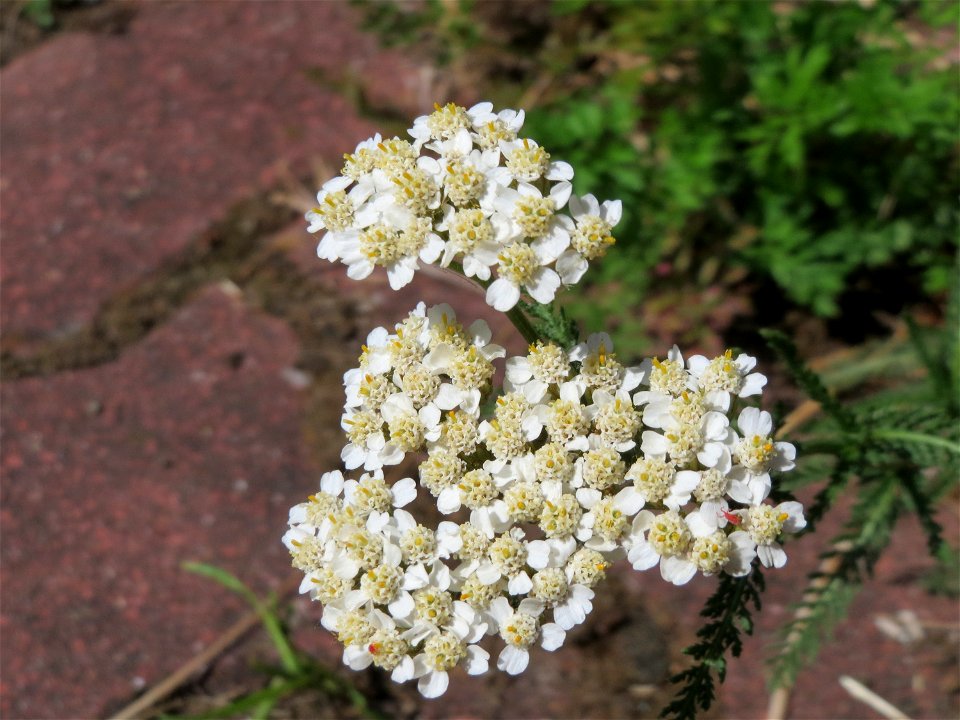 Schafgarbe (Achillea millefolium) in Hockenheim