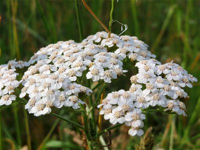 Gemeine Schafgarbe (Achillea millefolium) in Hockenheim