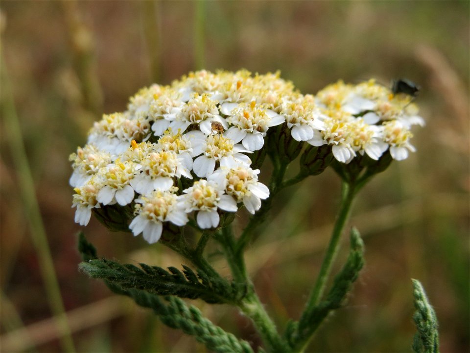 Schafgarbe (Achillea millefolium) bei Reilingen