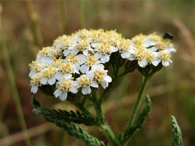 Schafgarbe (Achillea millefolium) bei Reilingen