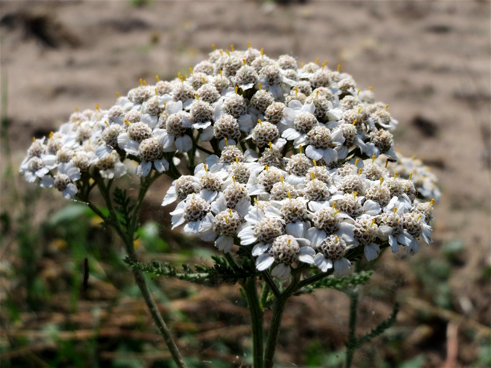Schafgarbe (Achillea millefolium) bei Reilingen
