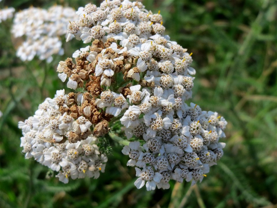 Schafgarbe (Achillea millefolium) bei Reilingen
