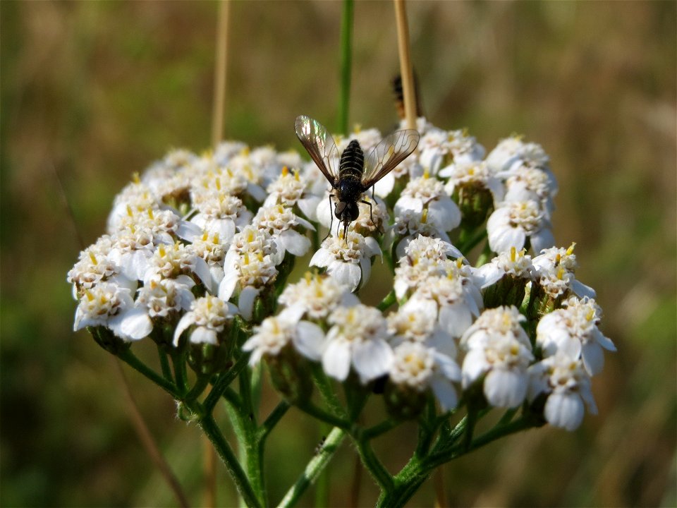 Lomatia lateralis an einer Schafgarbe (Achillea millefolium) bei Hockenheim