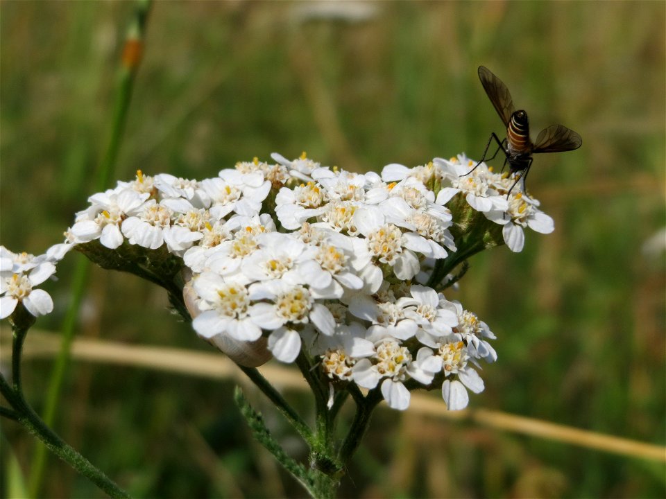 Lomatia lateralis an einer Schafgarbe (Achillea millefolium) bei Hockenheim