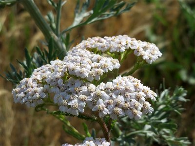 Schafgarbe (Achillea millefolium) bei Wiesbaden-Nordenstadt