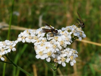 Lomatia lateralis an einer Schafgarbe (Achillea millefolium) bei Hockenheim