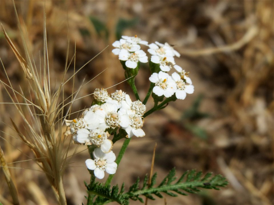 Schafgarbe (Achillea millefolium) in den Weinbergen bei Mainz-Kostheim