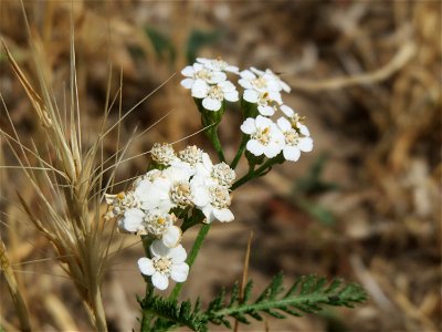 Schafgarbe (Achillea millefolium) in den Weinbergen bei Mainz-Kostheim